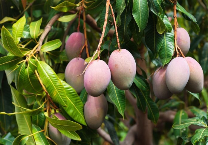21_05_2022-mango_in_jabalpur