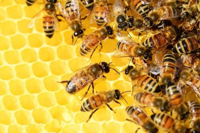 0.62071200_1607604743_bee1