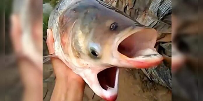 Two-Mouth-Fish