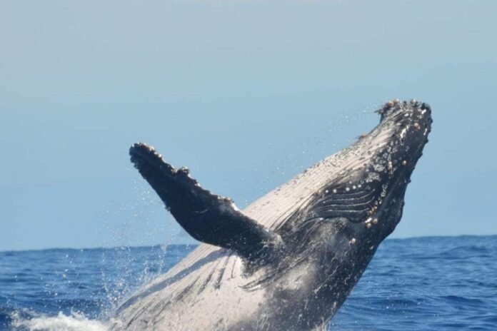 whale-2-16636711073x2
