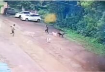 MP में आवारा कुत्तों का आतंक; भोपाल में एक ही दिन में 7 शिकार, उधर खरगोन में मासूम बच्ची पर टूट पड़े 5-6 कुत्ते