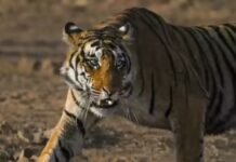 चार नेशनल पार्क, 5500 करोड़ की लागत… बांधवगढ, कान्हा, पन्ना और पेंच को जोडकर MP में बनेगा टाइगर कॉरिडोर