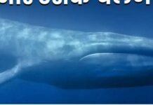 ऑनलाइन ‘ब्लू व्हेल’ गेम ने फिर ली जान? जानिए इसे किसने और क्यों बनाया, कैसे चैलेंज आते हैं