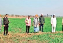 ग्वालियर में सात गांवों में 250 हैक्टेयर फसल बर्बाद, किसानों के खेतों तक पहुंची सर्वे टीम