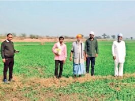 ग्वालियर में सात गांवों में 250 हैक्टेयर फसल बर्बाद, किसानों के खेतों तक पहुंची सर्वे टीम