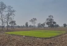 बिजली और खाद की समस्या से जूझ रहे किसान