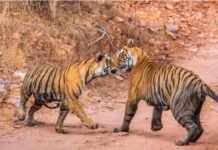 बाघों की संख्या इतनी बढ़ गई, जिन्हें संभालना हुआ मुश्किल; दिल्ली के पास ये जंगल बना वन विभाग के लिए चुनौती