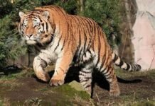 लकड़ी लाने जंगल गया वृद्ध पर बाघ ने किया हमला, मौत