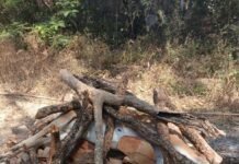 कुएँ में गिरने से वन्य प्राणी चितल की मौत