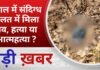 BALAGHAT NEWS: जंगल में संदिग्ध हालत में मिला शव, हत्या या आत्महत्या ?PADMESH NEWS BALAGHAT