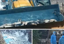 दुर्ग में अफ्रीकन स्वाइन फीवर का कहर, 300 से ज्यादा सूअरों की मौत