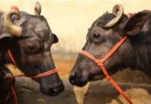 भिंड में पूरे गांव की 70-80 भैंसे चुरा ले गए चोर, सुबह जागते ही ग्रामीणों में मचा हड़कंप