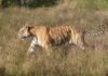 खैरलाँजी के मुरझड़ गर्राबोडी मार्ग पर बाघ का डेरा, आधे घंटे तक थमा रहा रास्तों का शोर