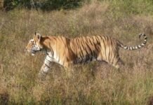 खैरलाँजी के मुरझड़ गर्राबोडी मार्ग पर बाघ का डेरा, आधे घंटे तक थमा रहा रास्तों का शोर