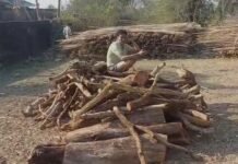 गैस किल्लत ने बढ़ाई जलाऊ लकड़ी की मांग, डिपो में स्टॉक खत्म, वितरण प्रणाली पर उठे सवाल