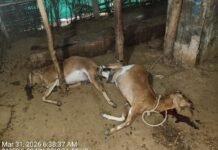 जंगल से निकलकर बस्तियों की ओर तेंदुआ, ग्रामीणों में भारी दहशत