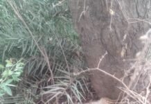 सड़क किनारे टाइगर मृत होने की अफवाह से मचा हड़कंप