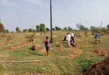 ग्राम नैतरा में विद्युत पोल के करंट की चपेट में आने से दुधारू भैंस की मौत