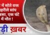 BALAGHAT NEWS: घर में सोते वक्त जहरीले सांप ने डसा, एक घंटे में मौत ! PADMESH NEWS BALAGHAT