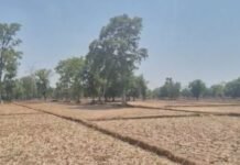 मदनपुर में जंगली सूअरों का आतंक से किसान परेशान