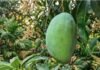Noorjahan Mango: मध्य प्रदेश में यहां होता है 5 किलो का विशाल आम, 1 की कीमत 3000 रुपये