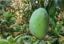 Noorjahan Mango: मध्य प्रदेश में यहां होता है 5 किलो का विशाल आम, 1 की कीमत 3000 रुपये