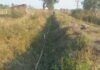 ददिया माइनर नहर बदहाल, खेतों तक नहीं पहुंच रहा पानी, किसान परेशान