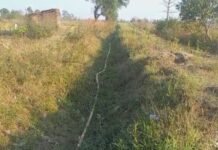 ददिया माइनर नहर बदहाल, खेतों तक नहीं पहुंच रहा पानी, किसान परेशान