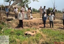 कुत्तो के हमले से सांभर शावक की मौत, लामता सामान्य परिक्षेत्र के ग्राम गुनाड़ी का मामला