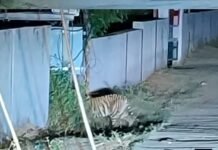 चिचगांव हाई स्कूल के पास देखा गया हिंसक वन्यप्राणी बाघ