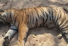जिले में नही रूक रहा है वन्य प्राणियों की मौत का सिलसिला
