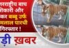 BALAGHAT NEWS: अंतरराष्ट्रीय बाघ शिकारी और तस्कर बब्बू उर्फ पूनमलाल पारधी गिरफ्तार ! PADMESH NEWS