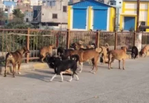 घर के आंगन में खेल रही तीन साल की मासूम को कुत्ते ने नोंचा, 40 टांके लगे, नाक की करना पड़ी सर्जरी