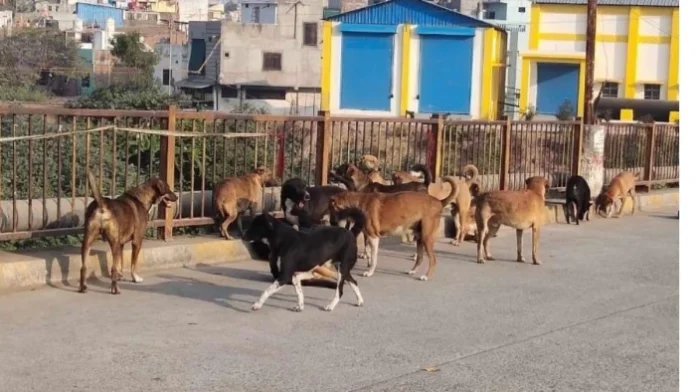 16_06_2026-mandsaur_me_dog_bite_m