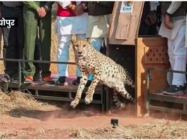Kuno National Park: मध्य प्रदेश में किसी राष्ट्रपति का सबसे लंबा 5 दिवसीय दौरा, रात को कूनो में रुकेंगी राष्ट्रपति द्रोपदी मुर्मू