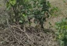कुएं में गिरे दो जंगली सूअरों का सफल रेस्क्यू