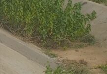 बिना सफाई के हो रहा माइनर नहर का मरम्मत कार्य, गुणवत्ता पर उठे सवालटूट-फूट से खेतों तक नहीं पहुंचता पानी,
