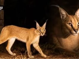 Kuno National Park: दशकों बाद कैमरे में कैद हुआ भारत का सबसे दुर्लभ शिकारी ‘कैराकल’, नुकीले कान और गजब की है रफ्तार
