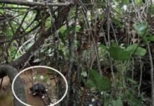 अवैध संबंध ने उजाड़ा परिवार: पत्नी को 11 केवी करंट से मौत के घाट उतारने वाले पति को आजीवन कारावास
