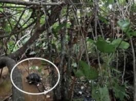 अवैध संबंध ने उजाड़ा परिवार: पत्नी को 11 केवी करंट से मौत के घाट उतारने वाले पति को आजीवन कारावास