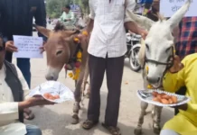 भटके मानसून को मनाने ‘गधों को खिलाए गुलाब जामुन’; इंद्रदेव को रिझाने के लिए भोपाल में चला अनोखा टोटका