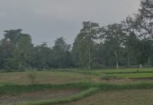 महाराजपुर में जंगली सुअरों का आतंक