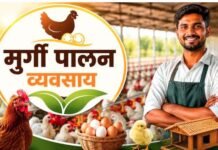 मुर्गी पालन व्यवसाय शुरू करना बेहद आसान! सरकार दे रही कम ब्याज पर लोन