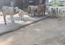 बे-लगाम सड़कों पर घूम रहे आवारा मवेशी