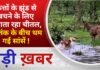 BALAGHAT NEWS:कुत्तों के झुंड से बचने के लिए भागता रहा चीतल, आतंक के बीच थम गई सांसें ! PADMESH NEWS