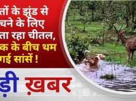 BALAGHAT NEWS:कुत्तों के झुंड से बचने के लिए भागता रहा चीतल, आतंक के बीच थम गई सांसें ! PADMESH NEWS