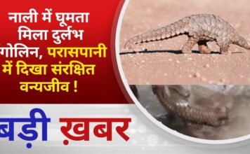 BALAGHAT NEWS:नाली में घूमता मिला दुर्लभ पेंगोलिन, परासपानी में दिखा संरक्षित वन्यजीव ! PADMESH NEWS