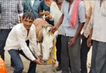 नीमच में बारिश के लिए गधे को खिलाए गुलाब जामुन, नगर पटेल ने की सवारी, गूंजा ‘जल बरसा दे गोविंदा’