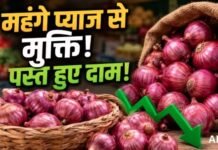 महंगाई पर सरकार का करारा वार: 65 रुपये वाला प्याज अब सिर्फ 35 रुपये में, जानिए कहां से खरीदें