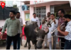 ग्वालियर: डबरा में भैंस लेकर दफ्तर पहुंचे पार्षद, बीन बजाकर किया प्रदर्शन, सीएमओ और अध्यक्ष पर बड़ा हमला
